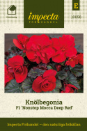 Knoldbegonie F1 'Nonstop Mocca Deep Red', Rigt blomstrende sommerpragt til blomsterbede, krukker og kasser.