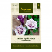 Indisk piggeple 'Double Purple'