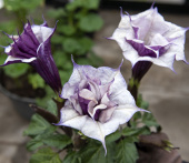 Indisk piggeple ''Double Purple'' Impecta frøpose