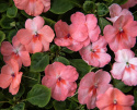 Flittiglise F1 'Balance Coral', Varmt koralrosa blomster med øje i hvidt og mørkere pink.