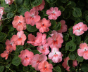 Flittiglise F1 'Balance Coral', Varmt koralrosa blomster med øje i hvidt og mørkere pink.