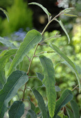 Sitroneukalyptus