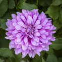 Dekorative georginer ''Bluetiful'' 1 stk.