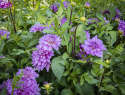 Dekorative georginer ''Bluetiful'' 1 stk.