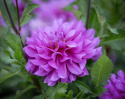 Dekorative georginer ''Bluetiful'' 1 stk.