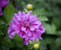 Dekorative georginer ''Bluetiful'' 1 stk.