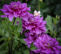 Dekorative georginer ''Bluetiful'' 1 stk.