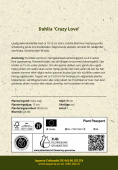 Dekorative georginer 'Crazy Love' 1 stk.