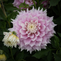 Dinnerplate-georgine 'Gitts Perfection', ca. 20–25 cm i varierte, myke nyanser av rosa med kremhvite kronbladspisser og midt.