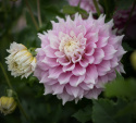 Dinnerplate-georgine 'Gitts Perfection', ca. 20–25 cm i varierte, myke nyanser av rosa med kremhvite kronbladspisser og midt.