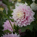 Dinnerplate-georgine 'Gitts Perfection', ca. 20–25 cm i varierte, myke nyanser av rosa med kremhvite kronbladspisser og midt.
