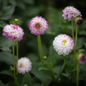 Dekorative georginer ''Pink Isa'' 1 stk.
