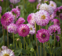 Dekorative georginer ''Pink Isa'' 1 stk.