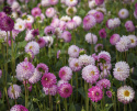 Dekorative georginer ''Pink Isa'' 1 stk.