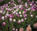 Dekorative georginer ''Pink Isa'' 1 stk.
