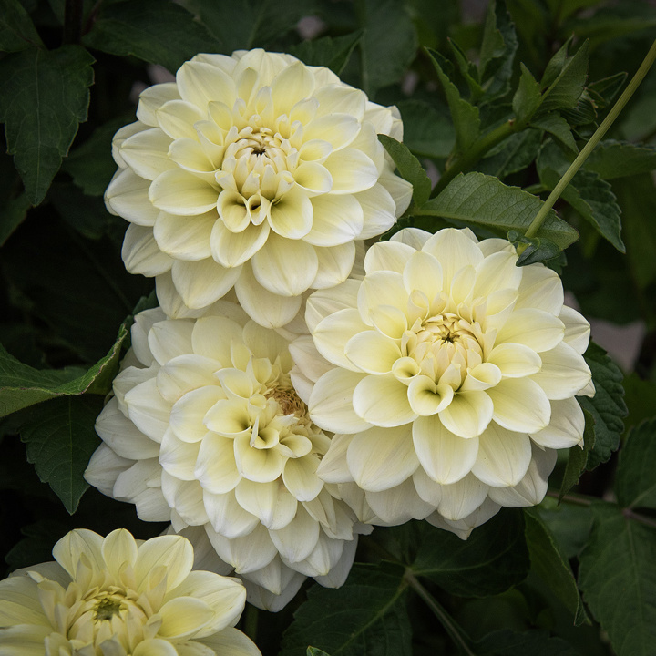 Dekorativ georgine 'Caramel Antique', Livlig dekorativ georgine med doble blomster på ca. 10–15 cm i kremhvitt og mykt vaniljegult.