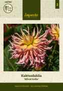 Kaktusgeorginer ''Alfred Grille'' 1 stk.