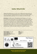 Kaktusgeorginer ''Alfred Grille'' 1 stk.