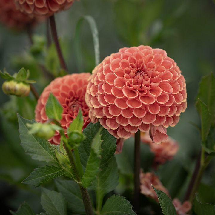 Pompongeorgine 'Cornel Bronze', trill runde blomster på ca. 6–8 cm i mørkt aprikos til appelsin med bronseskimmer.