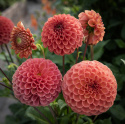 Pompongeorgine 'Cornel Bronze', trill runde blomster på ca. 6–8 cm i mørkt aprikos til appelsin med bronseskimmer.