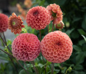 Pompongeorgine 'Cornel Bronze', trill runde blomster på ca. 6–8 cm i mørkt aprikos til appelsin med bronseskimmer.