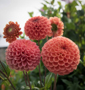Pompongeorgine 'Cornel Bronze', trill runde blomster på ca. 6–8 cm i mørkt aprikos til appelsin med bronseskimmer.