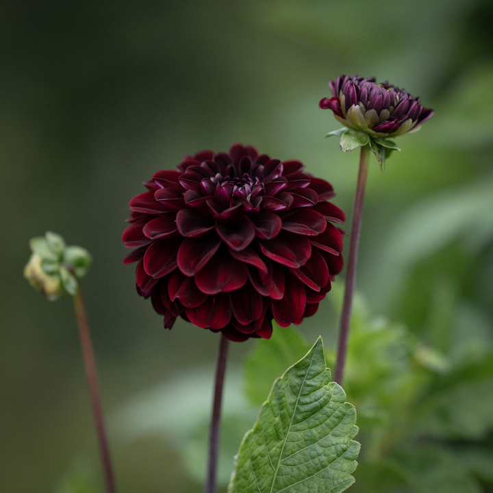 Pompongeorgine 'Dark Spirit', tette, mørkt fløyelsrøde, nesten svarte, trill runde blomster på ca. 6–8 cm.