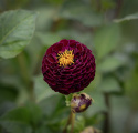 Pompongeorgine 'Rocco', blomster på ca. 6–8 cm i plommelilla til mørkt purpur. snitt.