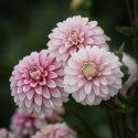 Dekorativ georgine 'Strawberry Cream', Godt forgrenet vekst, utmerket til blomsterbed og store potter. Svært fin til snitt.