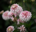 Dekorativ georgine 'Strawberry Cream', Godt forgrenet vekst, utmerket til blomsterbed og store potter. Svært fin til snitt.