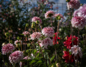 Dekorativ georgine 'Strawberry Cream', Godt forgrenet vekst, utmerket til blomsterbed og store potter. Svært fin til snitt.