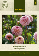 Pompongeorgine ''''Wine Eyed Jill'''' 1 stk.
