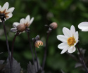 Enkel hagegeorgine ''''Dahlegria White'''' 1 stk.