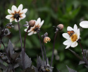Enkel hagegeorgine ''''Dahlegria White'''' 1 stk.