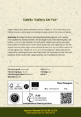 Dekorative georginer 'Gallery Art Fair' 1 stk.
