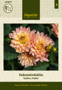 Dekorativ georgine 'Gallery Pablo', tette, doble, mildt sitrongule blomster på ca. 10–15 cm med korallrosa sjatteringer.