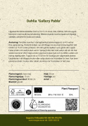 Dekorativ georgine 'Gallery Pablo', tette, doble, mildt sitrongule blomster på ca. 10–15 cm med korallrosa sjatteringer.