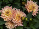 Dekorativ georgine 'Gallery Pablo', tette, doble, mildt sitrongule blomster på ca. 10–15 cm med korallrosa sjatteringer.