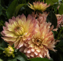 Dekorativ georgine 'Gallery Pablo', tette, doble, mildt sitrongule blomster på ca. 10–15 cm med korallrosa sjatteringer.