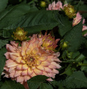 Dekorativ georgine 'Gallery Pablo', tette, doble, mildt sitrongule blomster på ca. 10–15 cm med korallrosa sjatteringer.