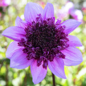 Anemoneblomstrende georginer ''Blue Bayou'' 1 stk.