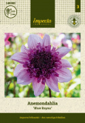Anemoneblomstrende georginer ''Blue Bayou'' 1 stk.