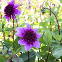 Anemoneblomstrende georginer ''Blue Bayou'' 1 stk.