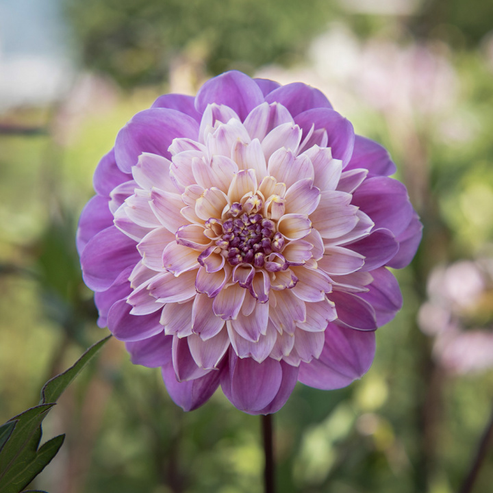 Anemoneblomstrende georginer ''Take Off'' 1stk.