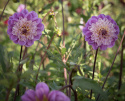 Anemoneblomstrende georginer ''Take Off'' 1stk.