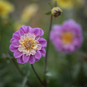 Anemoneblomstrende georginer ''Take Off'' 1stk.