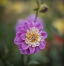 Anemoneblomstrende georginer ''Take Off'' 1stk.