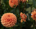 Pompongeorgine 'Sylvia', pompongeorgine med tette, trill runde, varmt oransje blomster på ca. 10 cm.