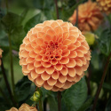 Pompongeorgine 'Sylvia', pompongeorgine med tette, trill runde, varmt oransje blomster på ca. 10 cm.