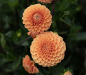 Pompongeorgine 'Sylvia', pompongeorgine med tette, trill runde, varmt oransje blomster på ca. 10 cm.